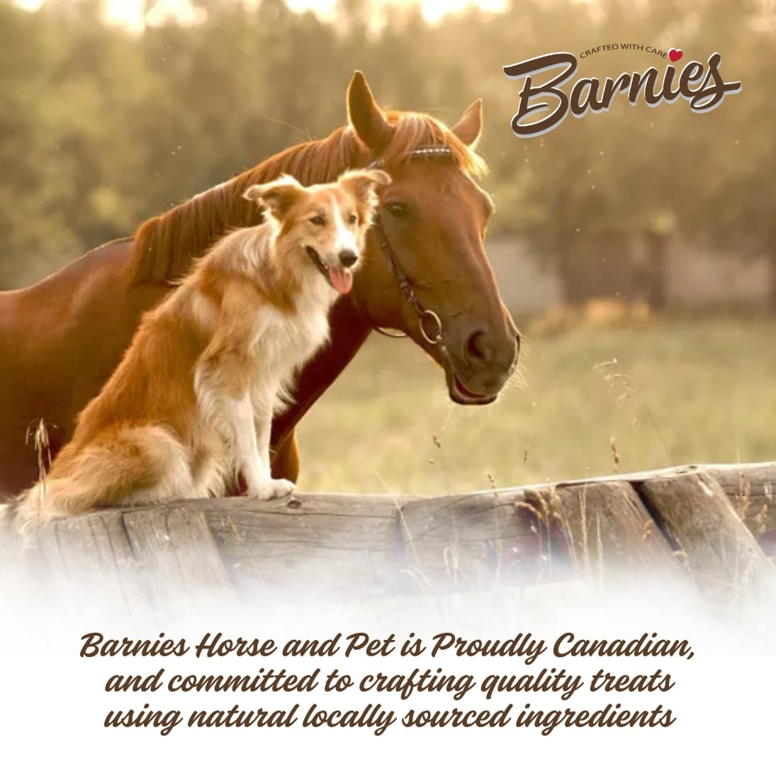 Barnie’s All-Natural Horse Treats – Vitamin-Enhanced, Locally Sourced, Canadian-Made Biscuits for Horses | 4 Flavours (1.5kg, Classic)