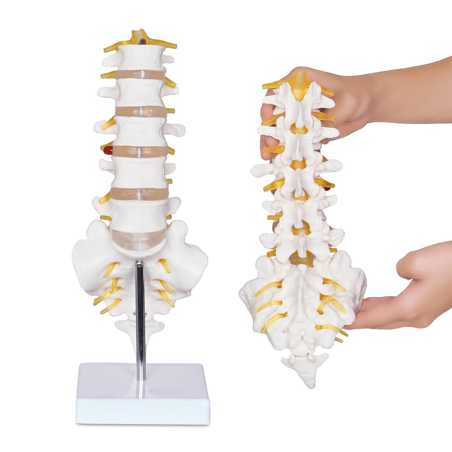 NLShan Scientific Lumbar Spine Model with 5 Vertebrae, Life Size Human Lumbar Vertebrae Anatomy Model with Sacrum, Spinal Disc, and Sturdy Base, Perfect Tool for Classrooms, Offices, Medical Teaching.