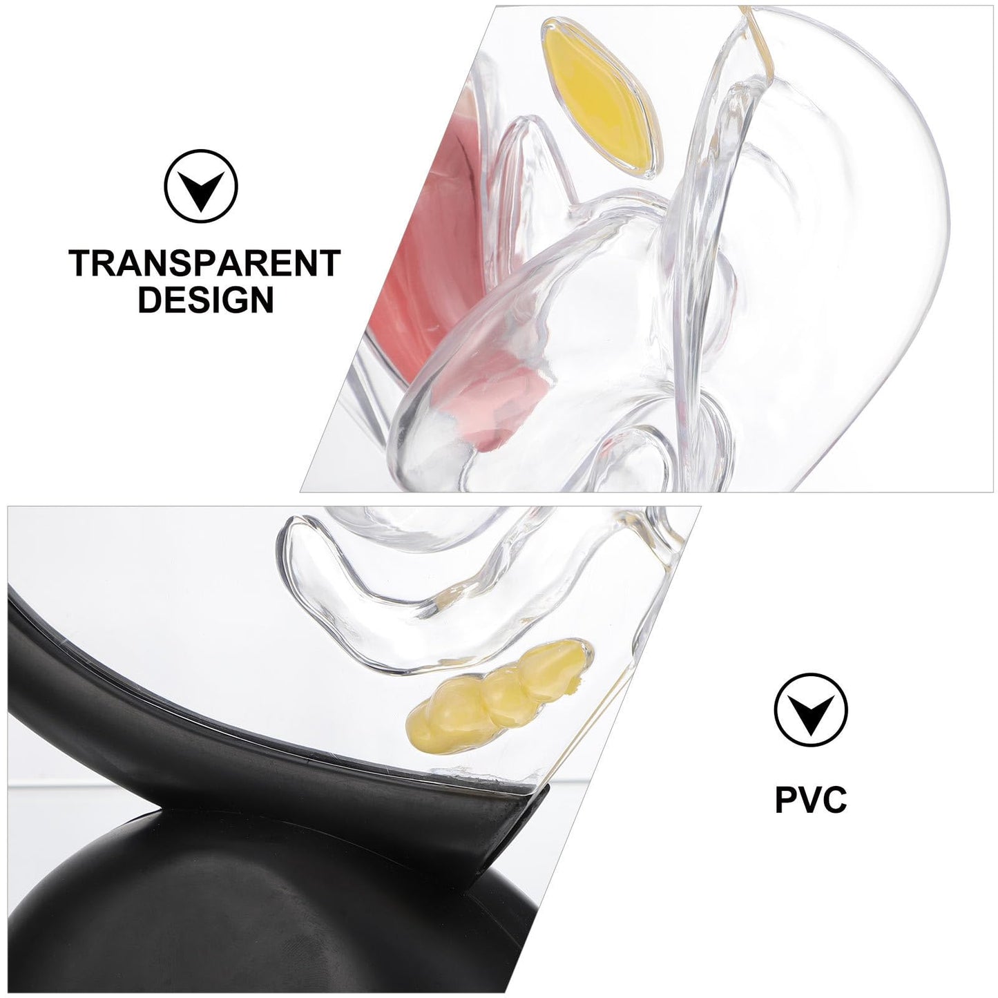OUNONA Transparent Uterus Structure Model 8.66 X 7.87 .75 Inch Female Reproductive System Teaching Tool Human Organ Model for Education and Practice