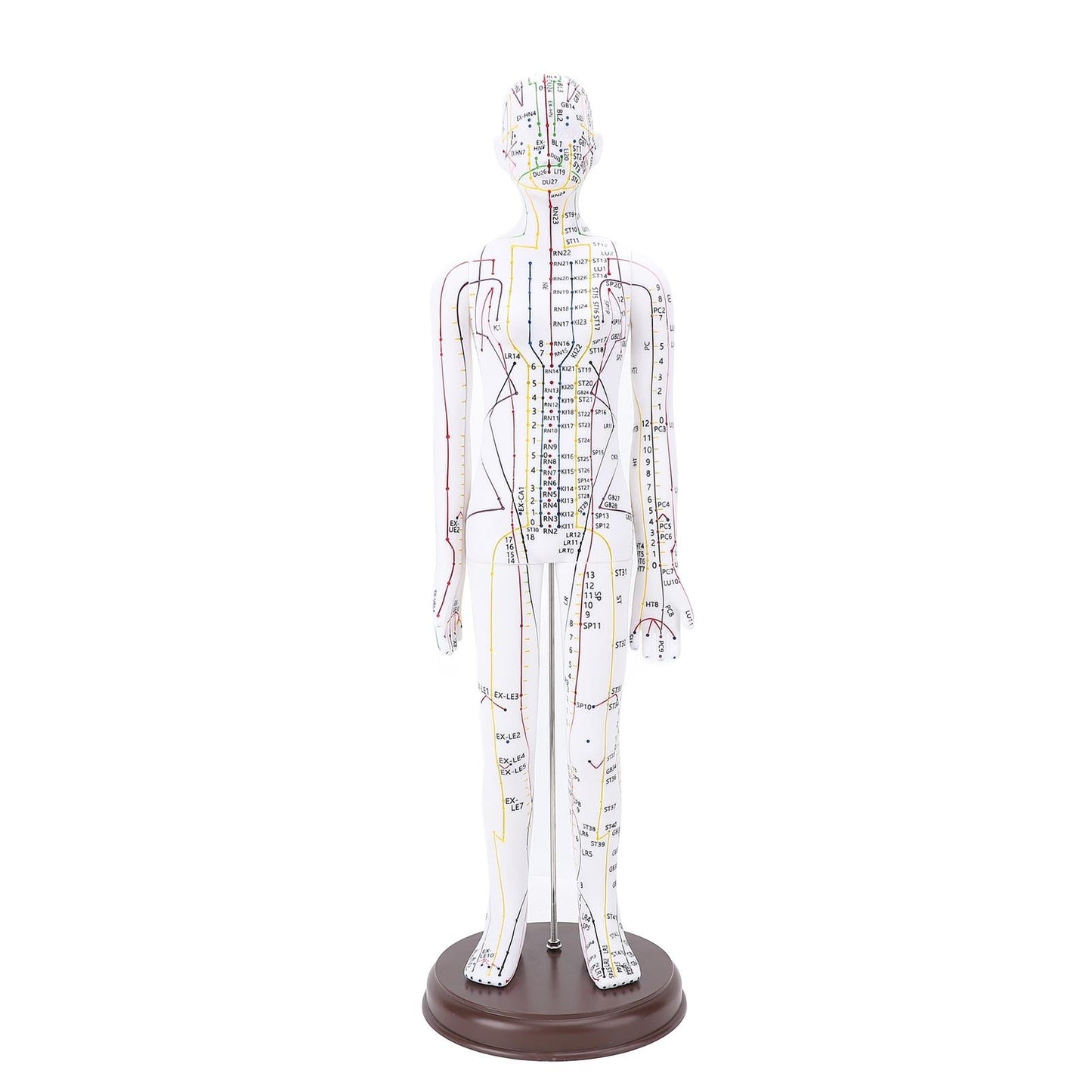 52cm Human Body Acupuncture Model, Male/Female Chinese Teaching Acupoint Mannequin Pressure Point Acupuncture Model with Base, for Student Teaching Demonstration (Female)