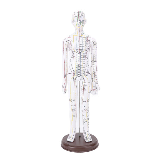 52cm Human Body Acupuncture Model, Male/Female Chinese Teaching Acupoint Mannequin Pressure Point Acupuncture Model with Base, for Student Teaching Demonstration (Female)