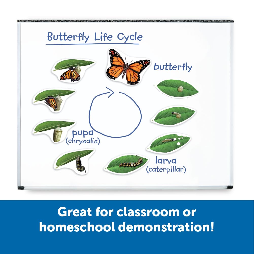 Learning Resources LER6043 Giant Magnetic Butterfly Life Cycle, Multi-colored
