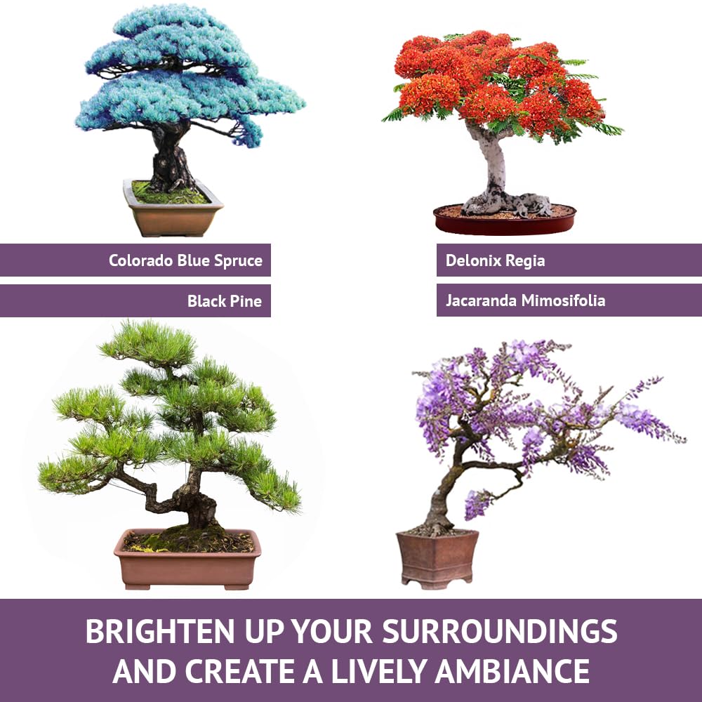 Bonsai Tree Seed Starter Kit - All You Need to Grow 4 Bonsai Trees from Seeds. All-in-One Indoor/Outdoor DIY Beginner Grow kit for Men & Women. Best Gift Idea for Mom and Dad (Premium Gift Box)