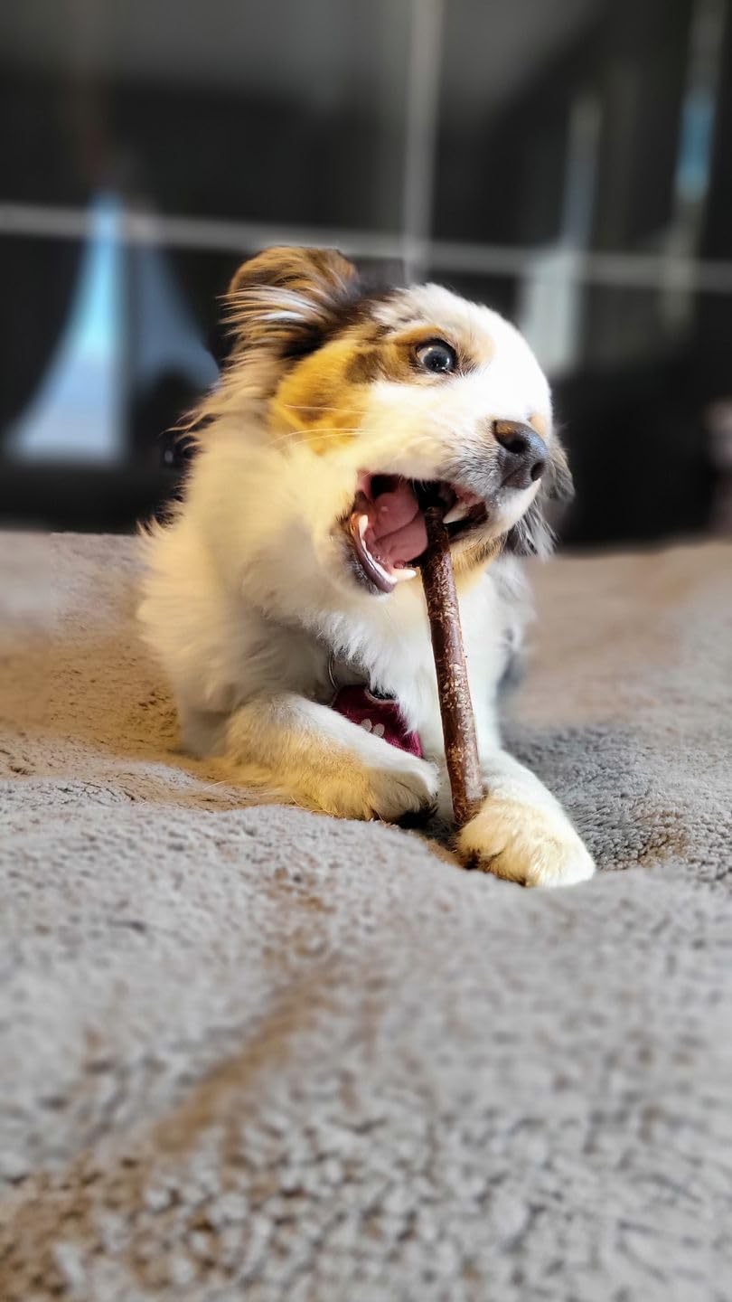 Bully Bunches Collagen Wrapped in Beef Bully Stick | All-Natural, Long Lasting Dog Chew | Dental Stick for Avid Chewers (6 Inch, 10 Pack)