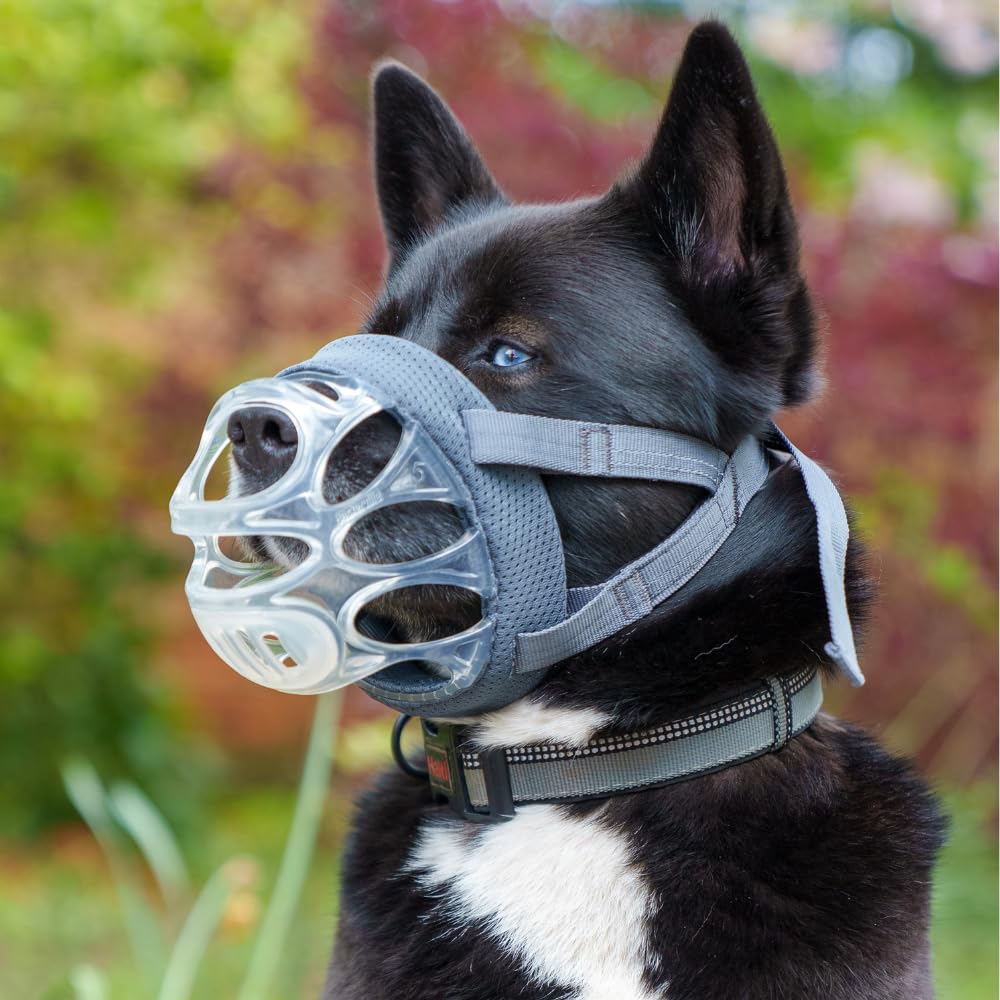 Baskerville INVISA Basket Dog Muzzle - Patented Humane Design with Facial Visibility, Padded Nose Band, Dog can Pant and Drink, Prevents Biting and Scavenging. Muzzle for Large Dogs (Size 5)
