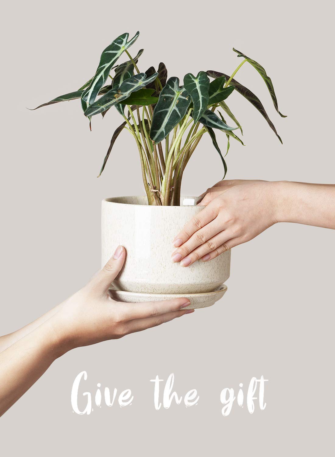 LE TAUCI Ceramic Plant Pots, Set of 3, 4.3+5.3+6.8 inch Plant Pots Indoor, Planters Pots with Drainage Hole & Saucer, Indoor Flower Pot with Mesh Pad, Pot Plante Interieur, Reactive Glaze Beige