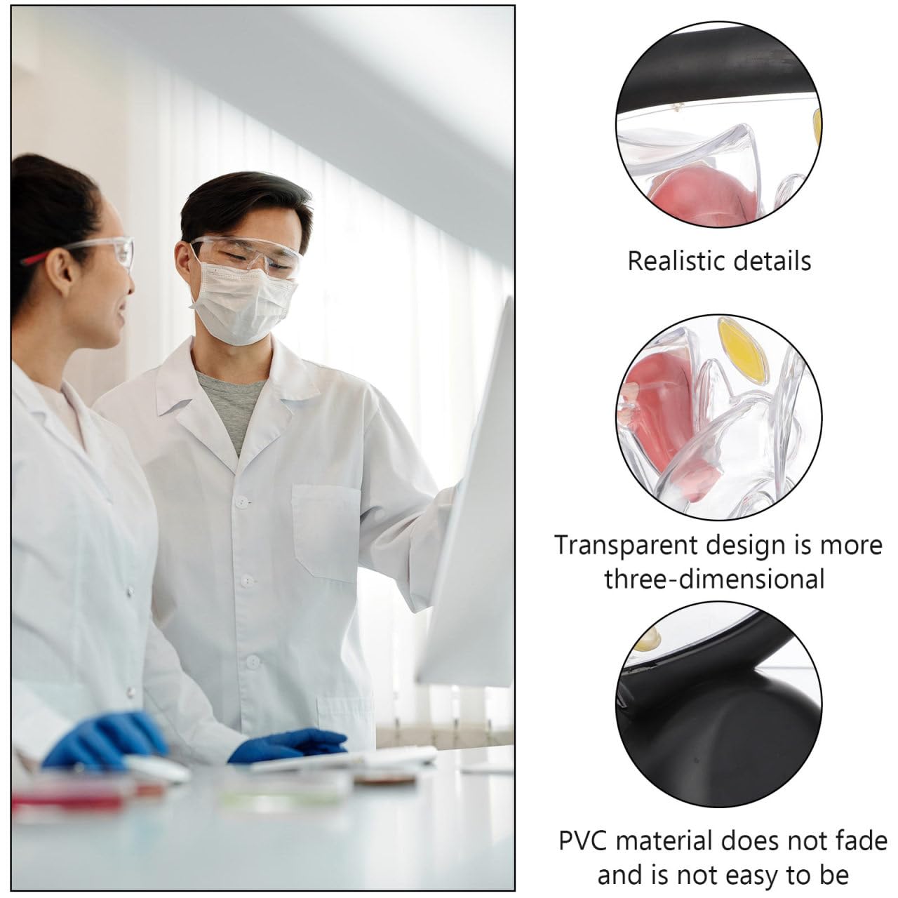 OUNONA Transparent Uterus Structure Model 8.66 X 7.87 .75 Inch Female Reproductive System Teaching Tool Human Organ Model for Education and Practice