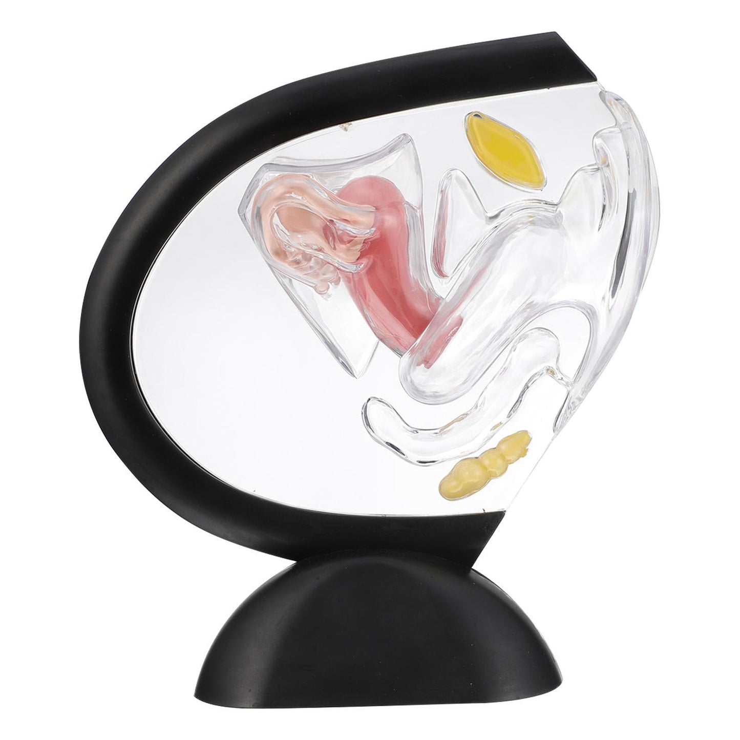OUNONA Transparent Uterus Structure Model 8.66 X 7.87 .75 Inch Female Reproductive System Teaching Tool Human Organ Model for Education and Practice