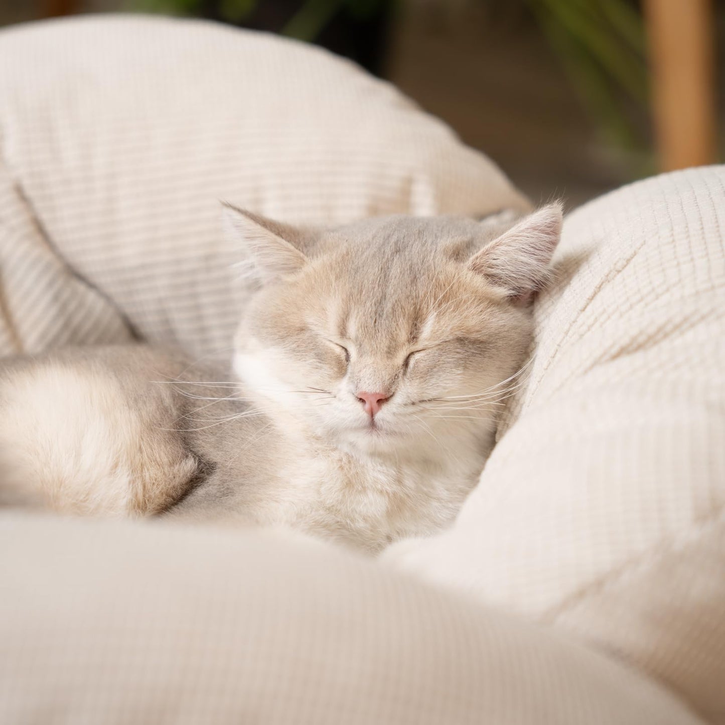 CHEERHOME PETS Elevated Cat Bed Wooden with Cushion Fluffy Pet Couch Sofa for Indoor Cats Raised Kitty Lounge Chair Suitable for Puppy, Cat Furniture(White)