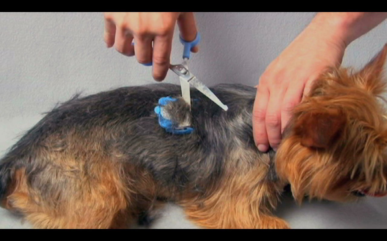 SCAREDY CUT NO Buzz Dog Clippers, Tiny Trim Safety Scissor. A Silent Low Noise Pet Grooming Clipper (16 Piece Set)