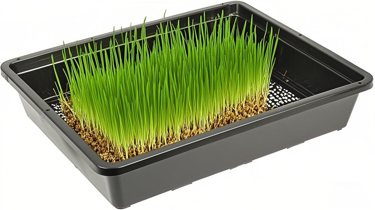 SINJEUN 15 Pcs 15 x 12 in Black Plastic Seedling Trays, Plant Growing Trays with Drain Hole, Sturdy Nursery Pots for Microgreen Plants, Wheatgrass, Hydroponic