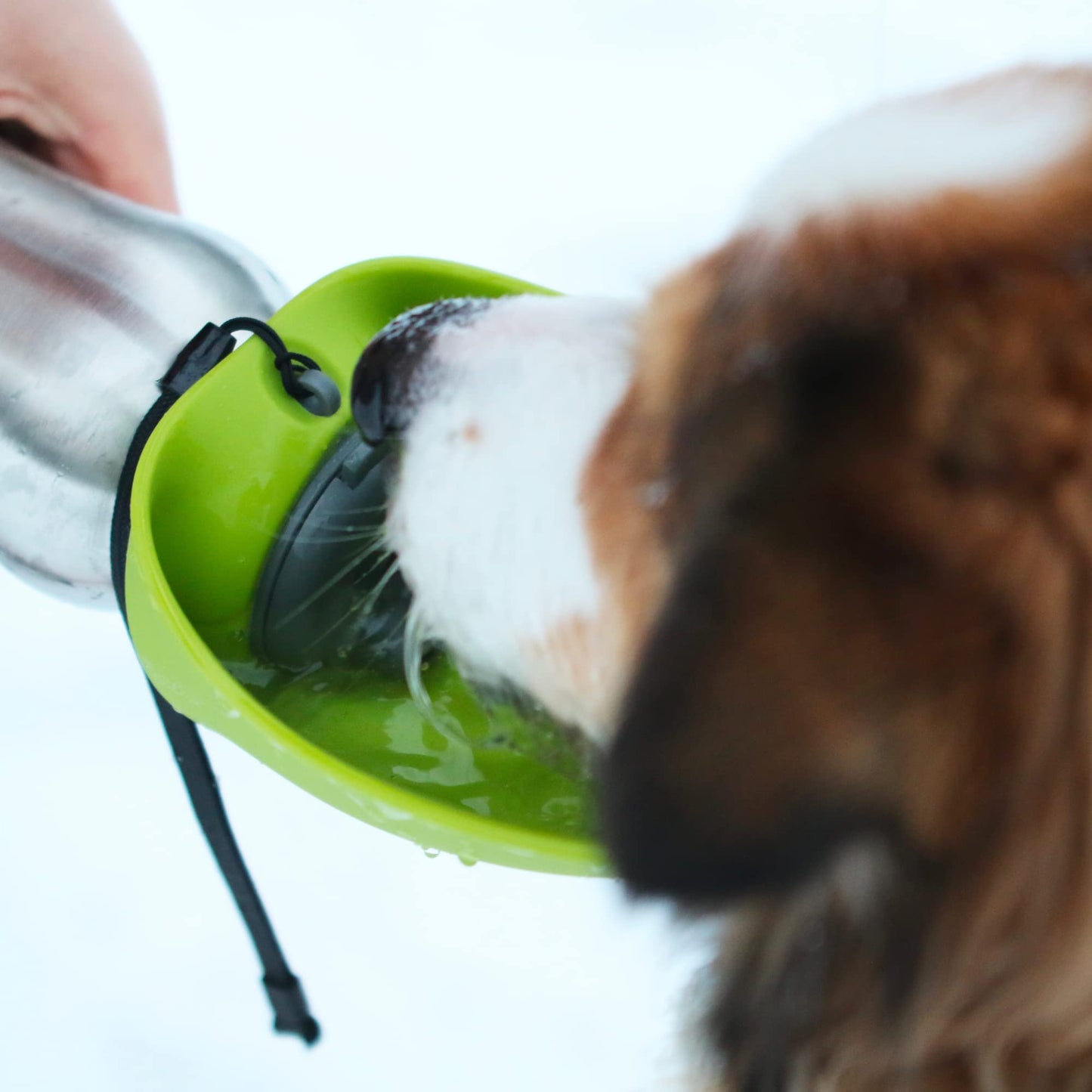 Messy Mutts Stainless Steel Travel Water Bottle with Silicone Flip Up Bowl | Pet Travel Necessity | Camping, Hiking, Walking Accessory | 24 oz / 700mL | Watermelon