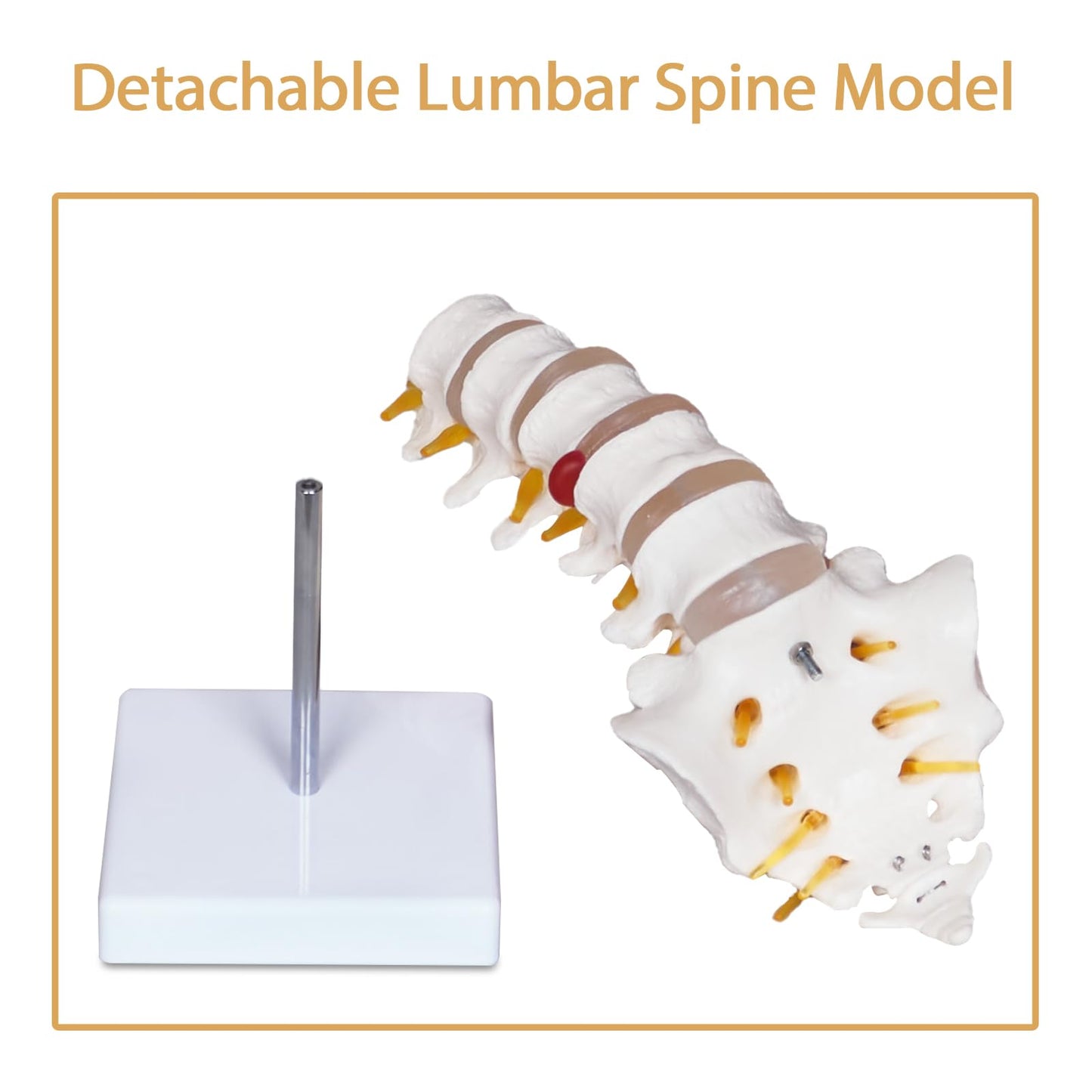 NLShan Scientific Lumbar Spine Model with 5 Vertebrae, Life Size Human Lumbar Vertebrae Anatomy Model with Sacrum, Spinal Disc, and Sturdy Base, Perfect Tool for Classrooms, Offices, Medical Teaching.