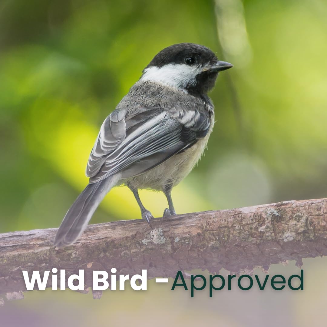 Chirp & Maple, Endless Seasons, Suet for Wild Birds, Wild Bird Food (9-Pack) 2.7KG