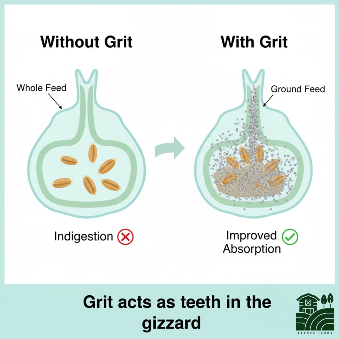 BODUCK FARMS Chick Grit 5LB – 100% Natural Fine Quartzite – Starter Grit for Baby Chicks, Ducklings, and Young Poultry – Essential Digestive Aid for Healthy Growth