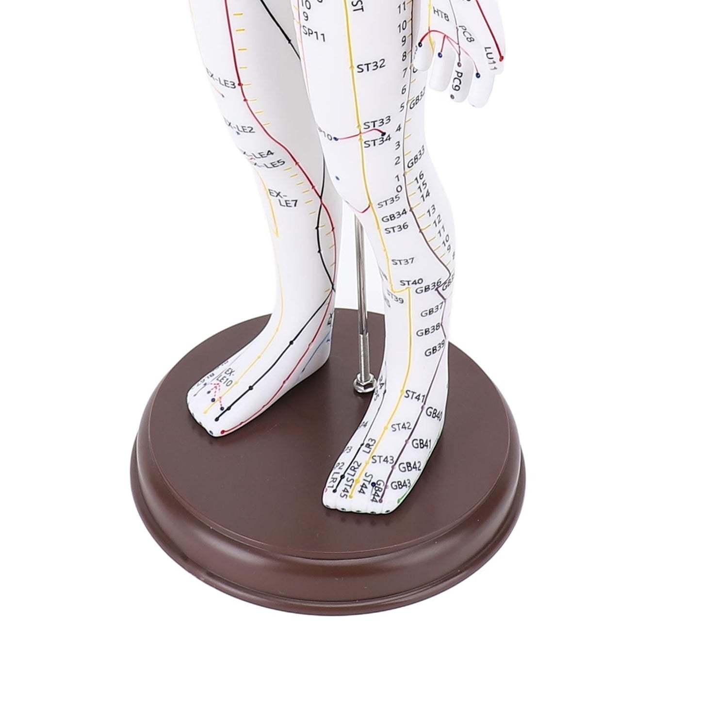 52cm Human Body Acupuncture Model, Male/Female Chinese Teaching Acupoint Mannequin Pressure Point Acupuncture Model with Base, for Student Teaching Demonstration (Female)