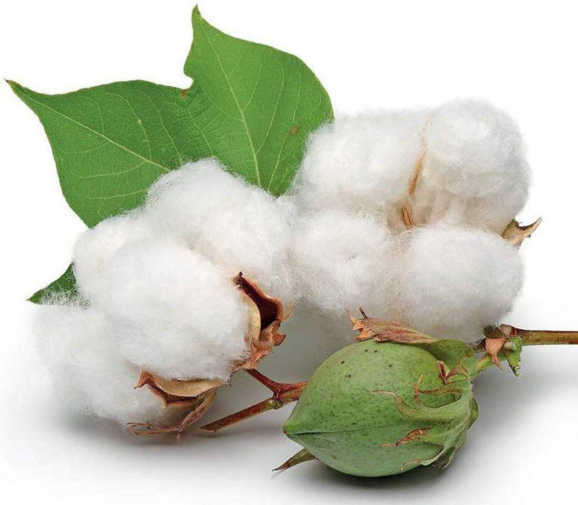 6’’ Long Cotton Swabs 2600pcs for Makeup, Gun Cleaning or Pets Care