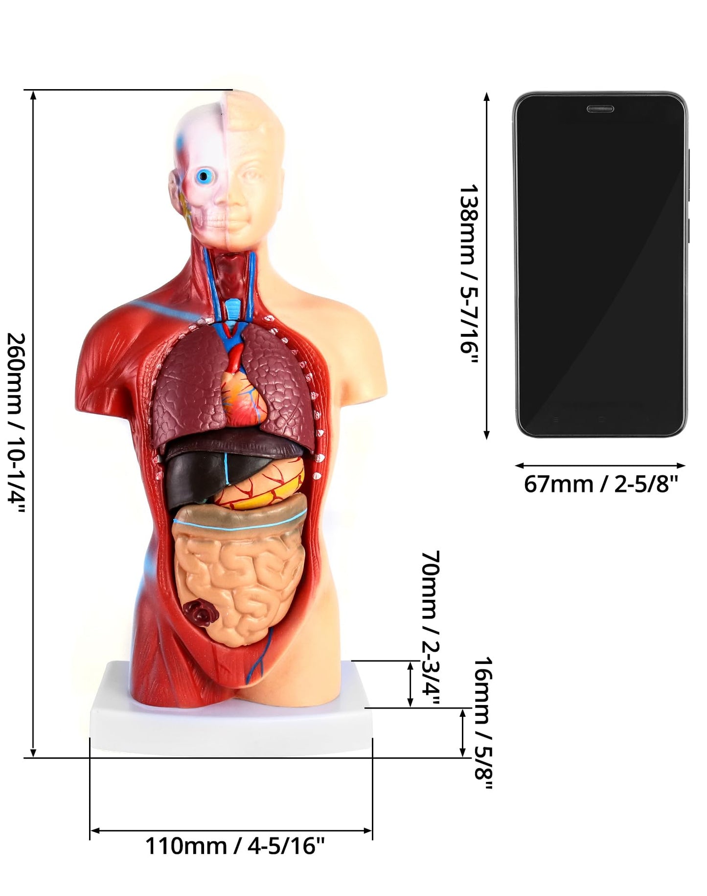 QWORK® 15-Part Painted Human Body Model, Human Torso Organ Anatomical Model for Medical Learning Researching Display, 11 Inch / 28 cm