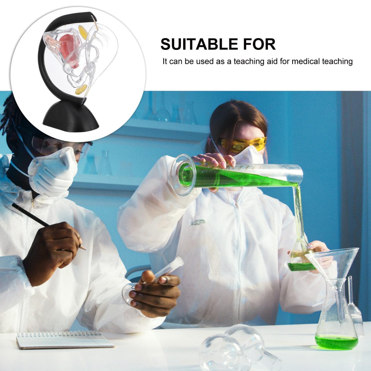 OUNONA Transparent Uterus Structure Model 8.66 X 7.87 .75 Inch Female Reproductive System Teaching Tool Human Organ Model for Education and Practice