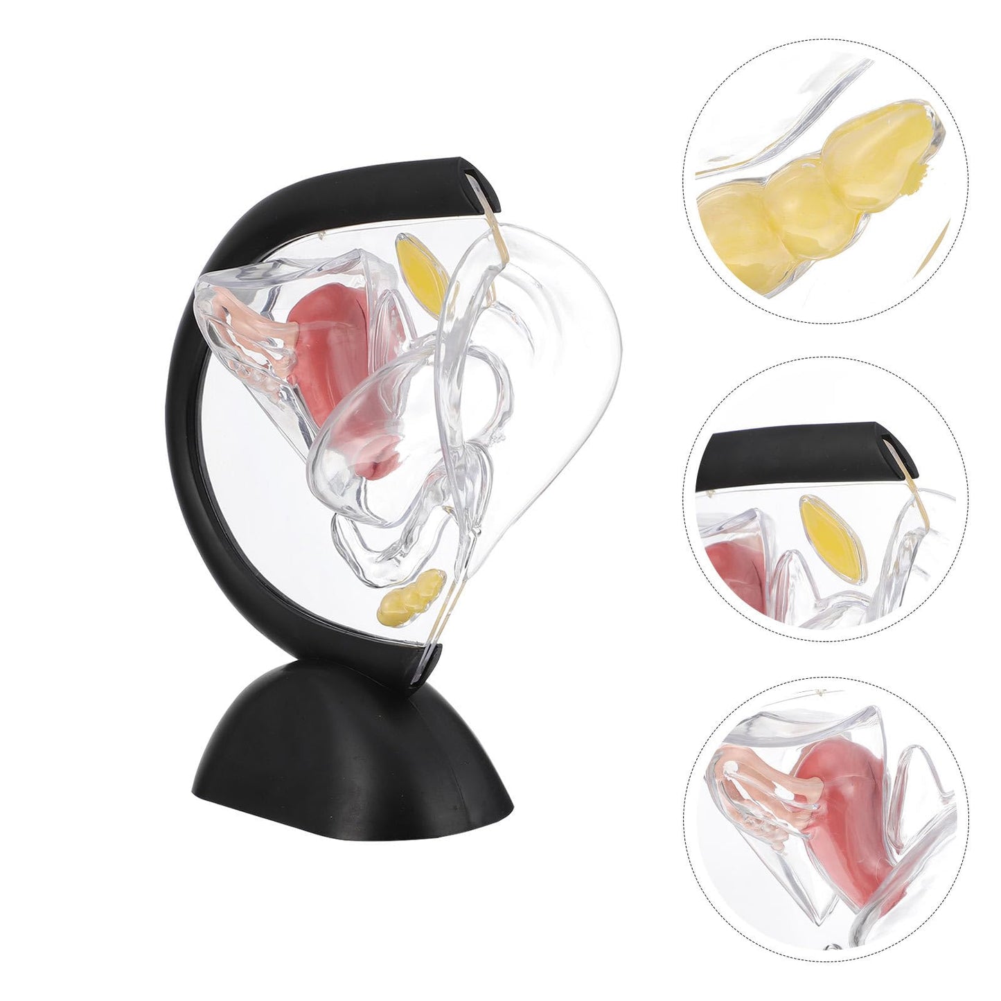 OUNONA Transparent Uterus Structure Model 8.66 X 7.87 .75 Inch Female Reproductive System Teaching Tool Human Organ Model for Education and Practice