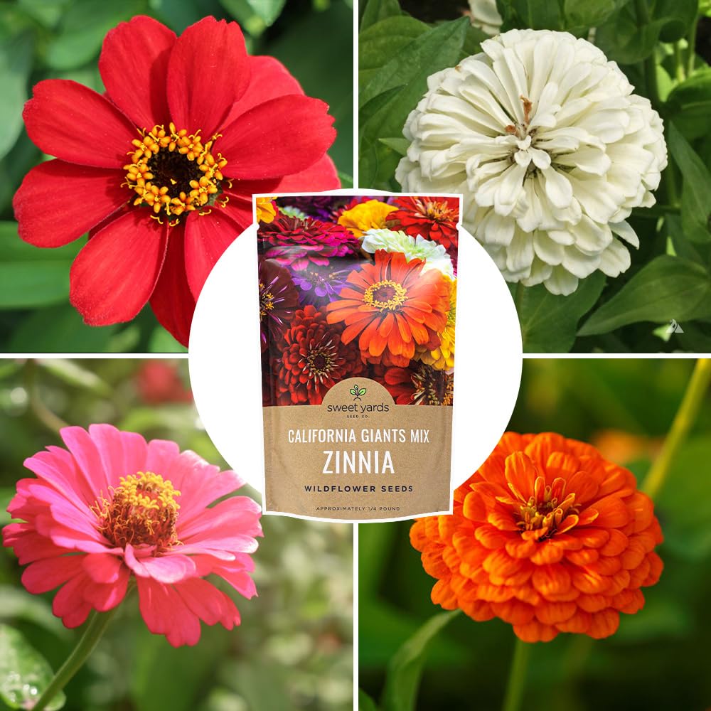 Bulk Zinnia Seeds - California Giants Mix - Bulk 1/4 Pound Bag Over 12,000 Flower Seeds - Mixed Colors and Large Blooms