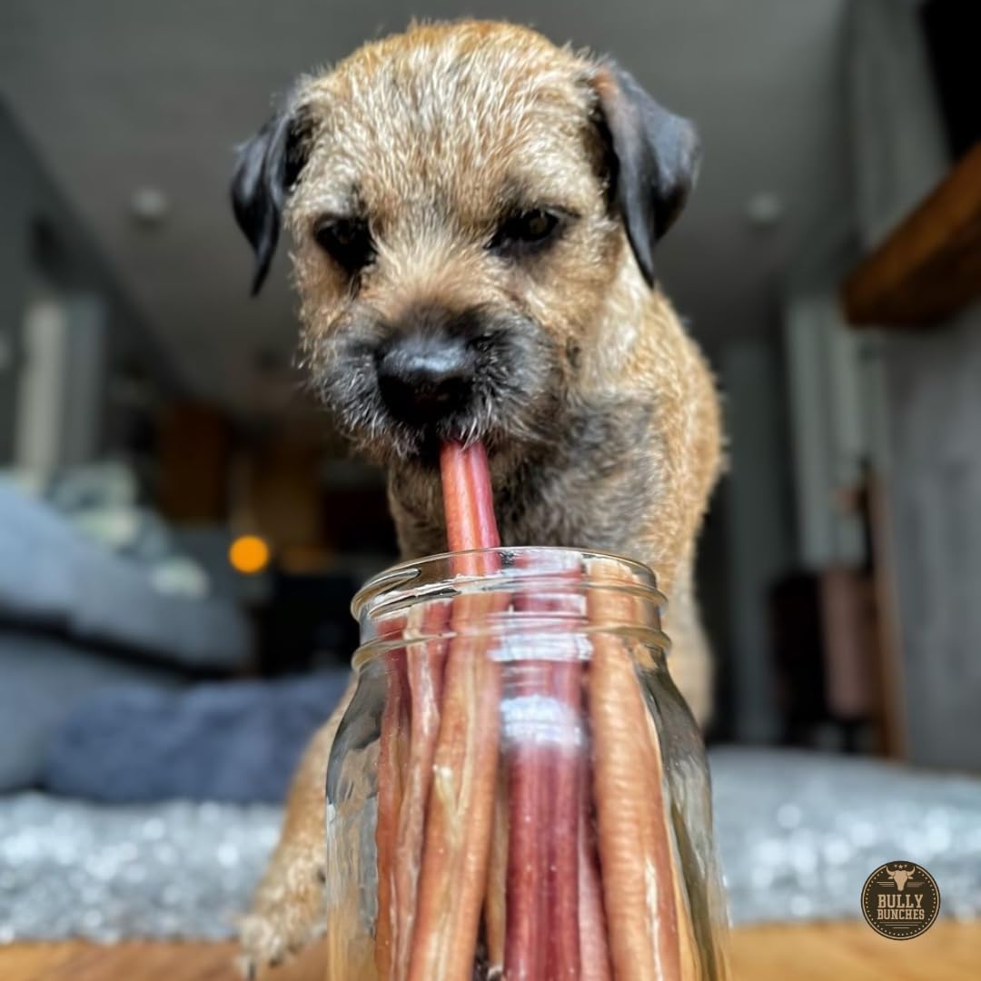 Bully Bunches Premium 6 Inch Thick Odour-Free Bully Sticks for Small & Medium Dogs - Long Lasting Chews for Oral Care - All Natural & Single Ingredient, 100% Beef Dog Treat, Rawhide Free (10 Pk)