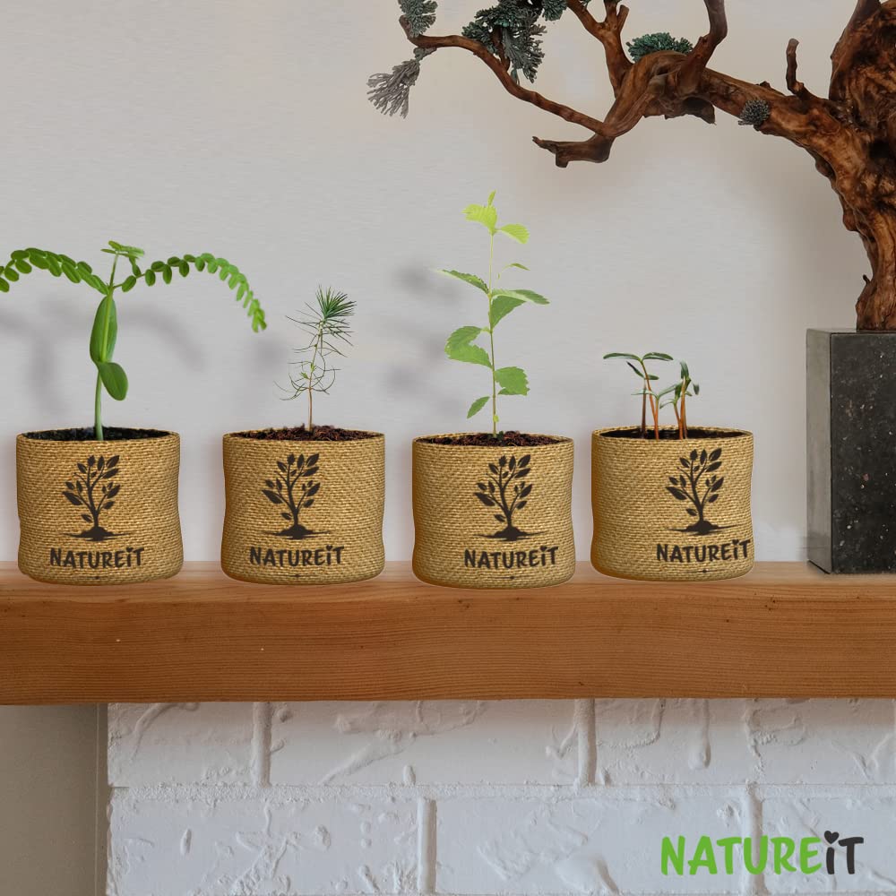 Bonsai Tree Seed Starter Kit - All You Need to Grow 4 Bonsai Trees from Seeds. All-in-One Indoor/Outdoor DIY Beginner Grow kit for Men & Women. Best Gift Idea for Mom and Dad (Premium Gift Box)