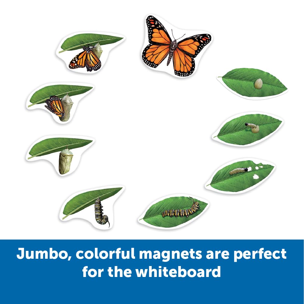 Learning Resources LER6043 Giant Magnetic Butterfly Life Cycle, Multi-colored