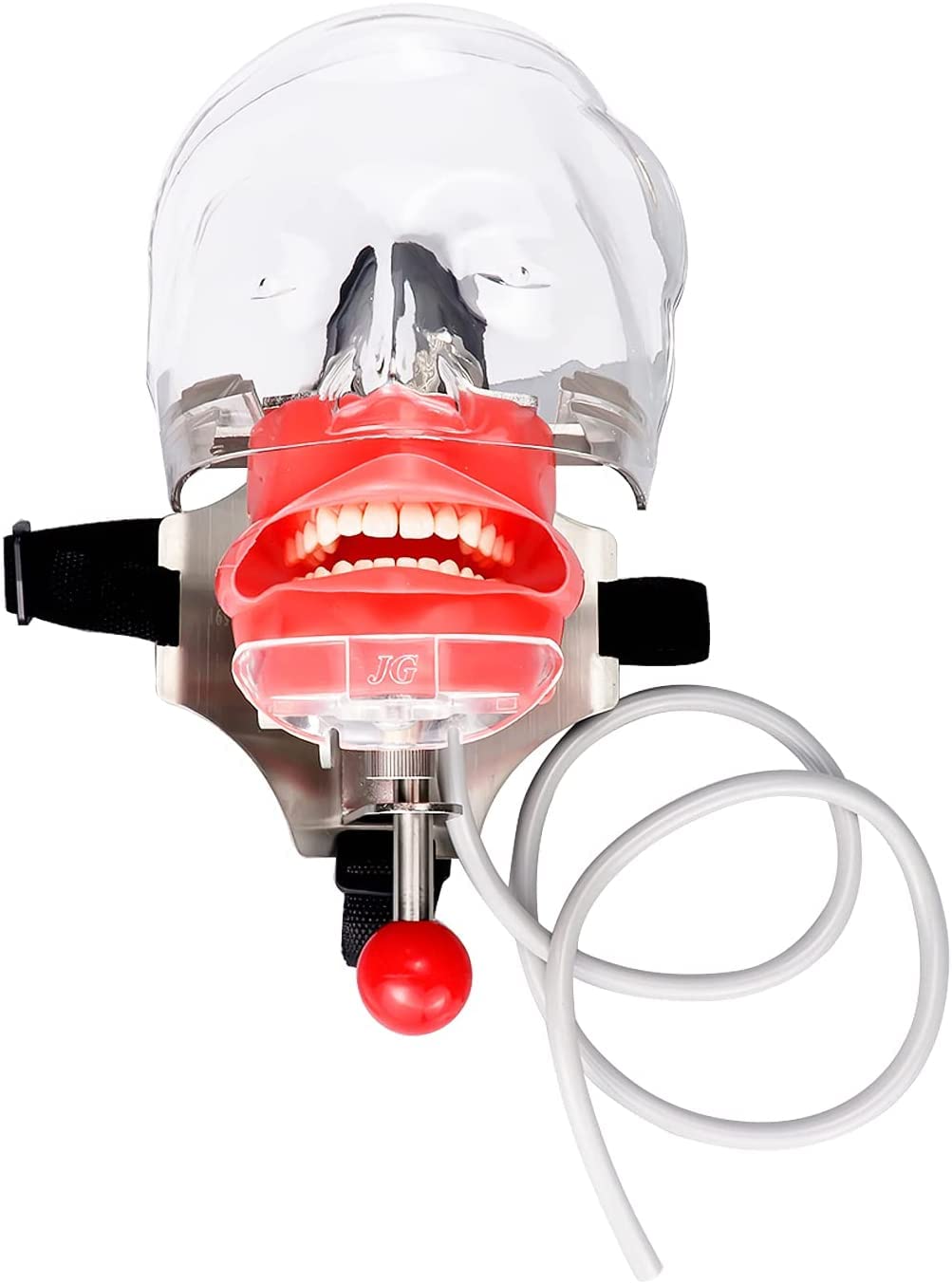 BONEW Dental Simulator Manikin Phantom Head Plastic Educational Teeth Model with Bench Mount for Education Fix on Dental Chair Type