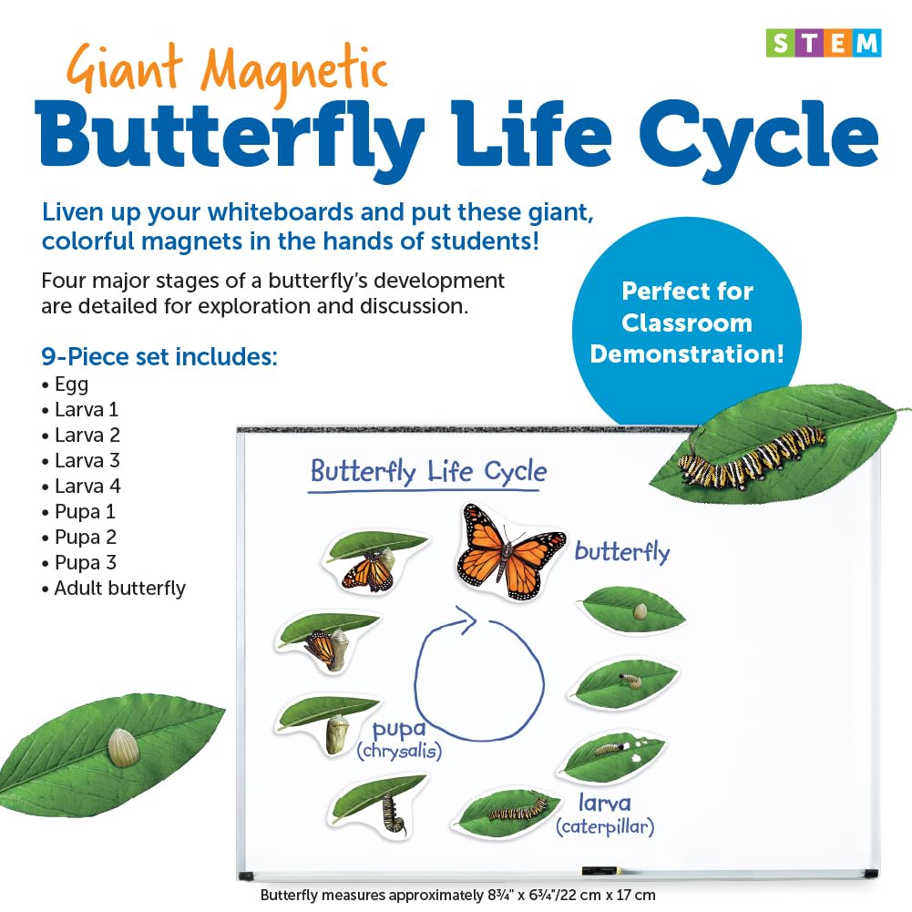 Learning Resources LER6043 Giant Magnetic Butterfly Life Cycle, Multi-colored
