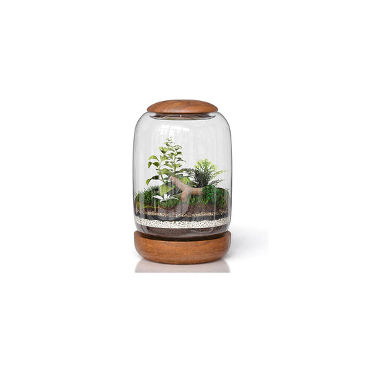NoctisCorvus: Exclusive Glass Terrarium, Beautifully Enhanced by a Natural Wood lid and Base. Excellent for Plants and Betta Fish Tank. for Home and Office. Size: 6.3 Diameter by 8.7 Tall (Inches)