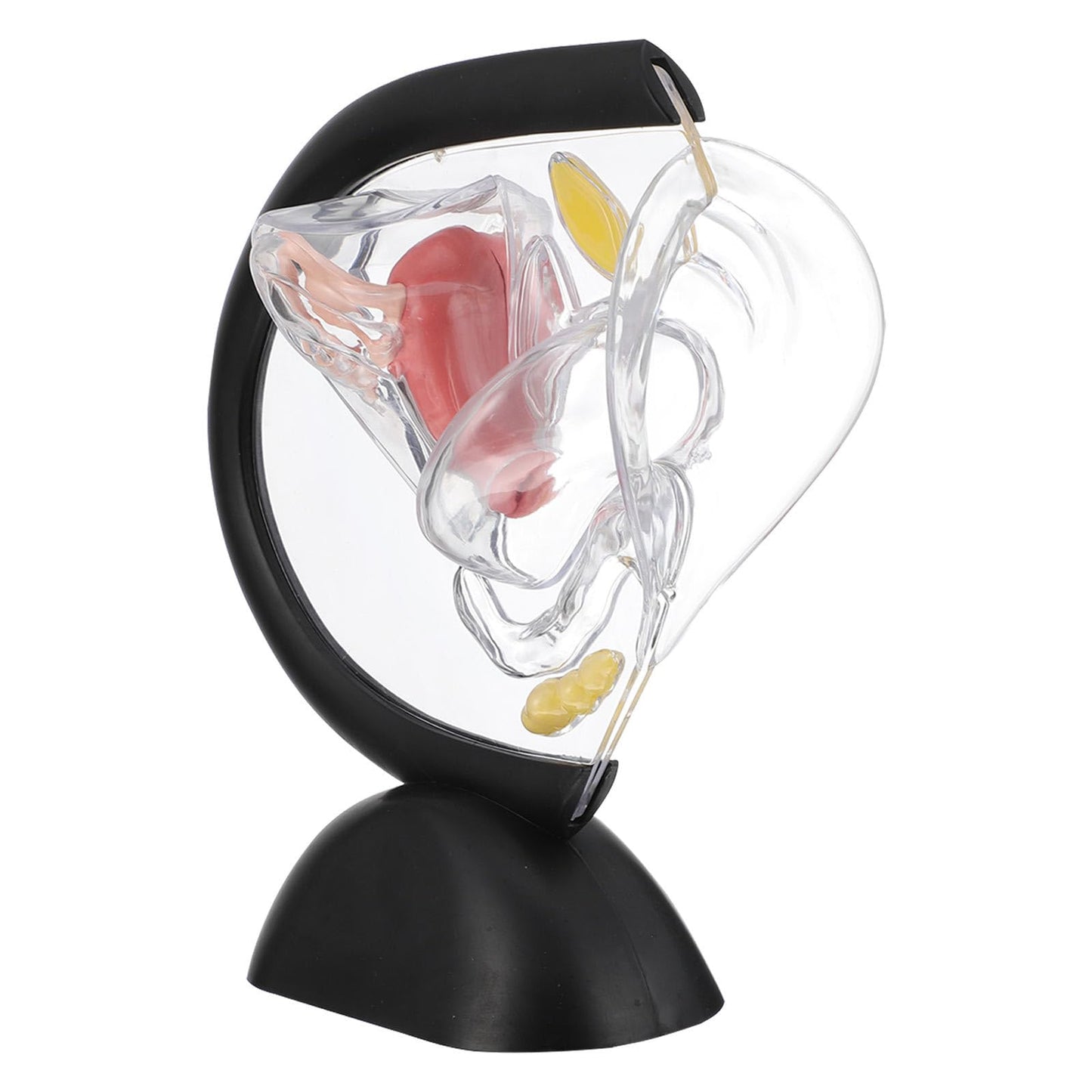OUNONA Transparent Uterus Structure Model 8.66 X 7.87 .75 Inch Female Reproductive System Teaching Tool Human Organ Model for Education and Practice