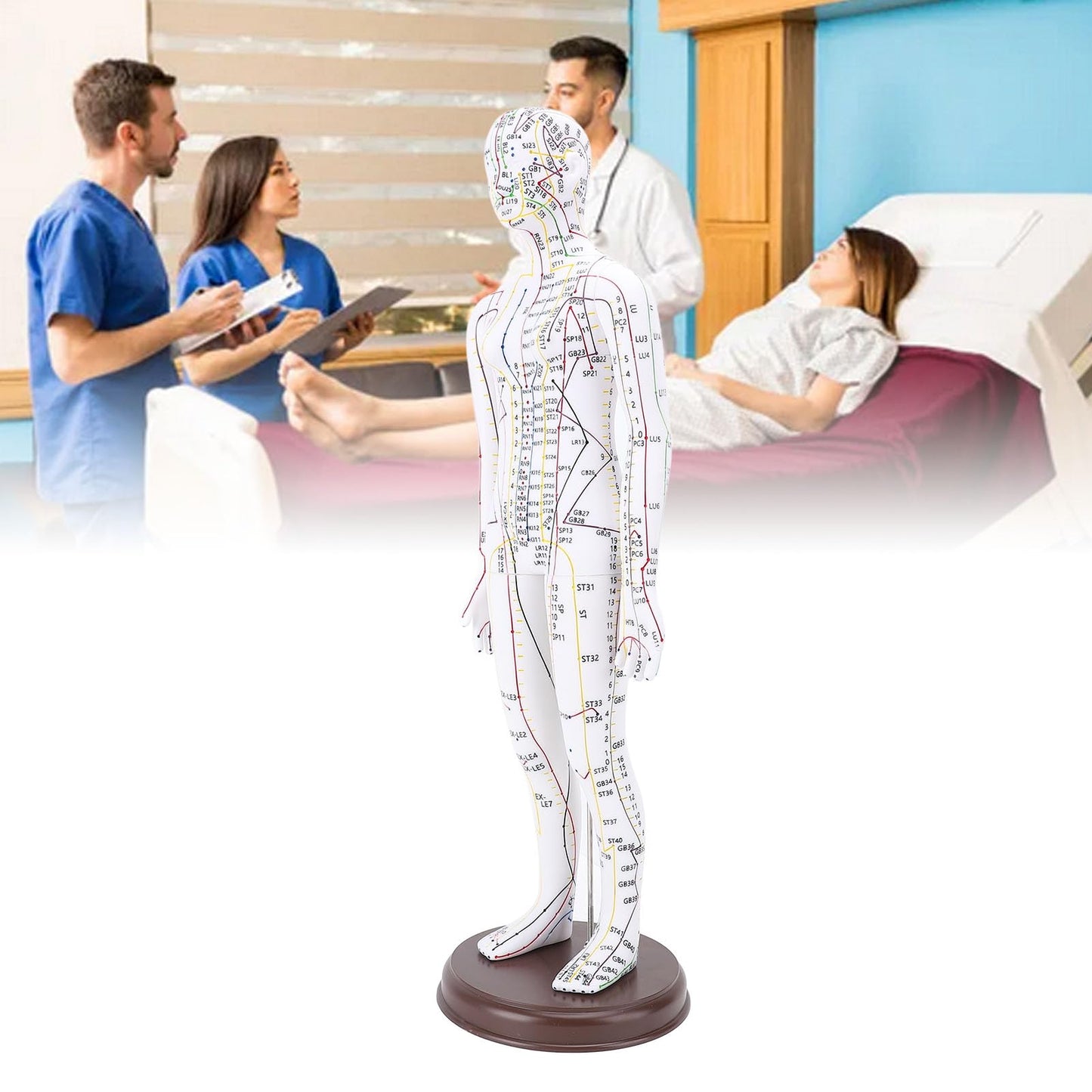 52cm Human Body Acupuncture Model, Male/Female Chinese Teaching Acupoint Mannequin Pressure Point Acupuncture Model with Base, for Student Teaching Demonstration (Female)
