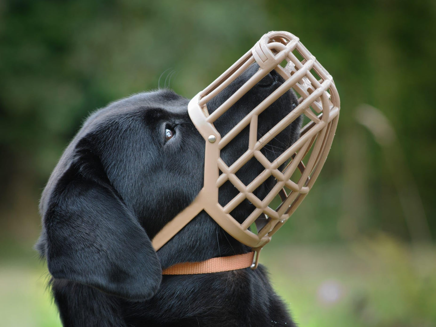 OmniPet M180-6 Italian Basket Dog Muzzle, Size 6, Tan