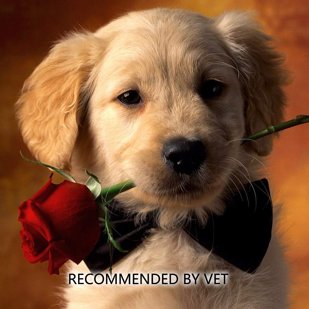 6’’ Long Cotton Swabs 2600pcs for Makeup, Gun Cleaning or Pets Care