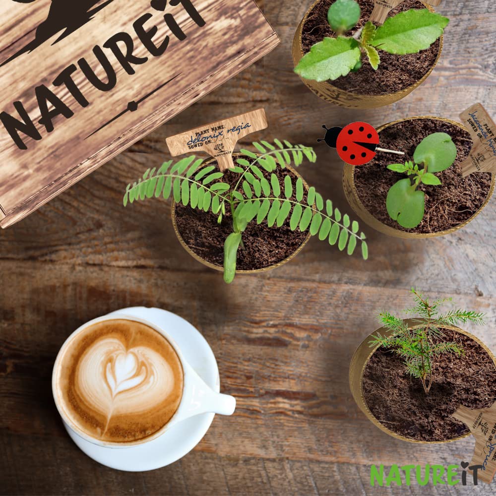 Bonsai Tree Seed Starter Kit - All You Need to Grow 4 Bonsai Trees from Seeds. All-in-One Indoor/Outdoor DIY Beginner Grow kit for Men & Women. Best Gift Idea for Mom and Dad (Premium Gift Box)