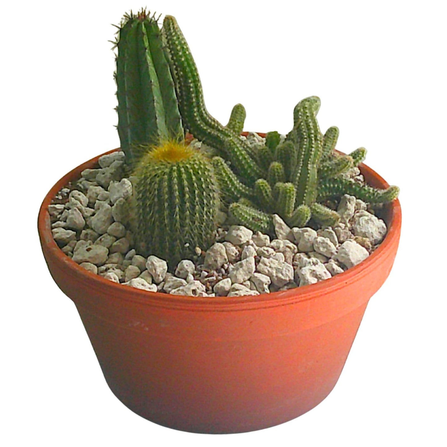 Patio Perfect WC - Cactus and Succulent Potting Mix 4L | with Vegan Worm Castings and Two Types of Rock Dust