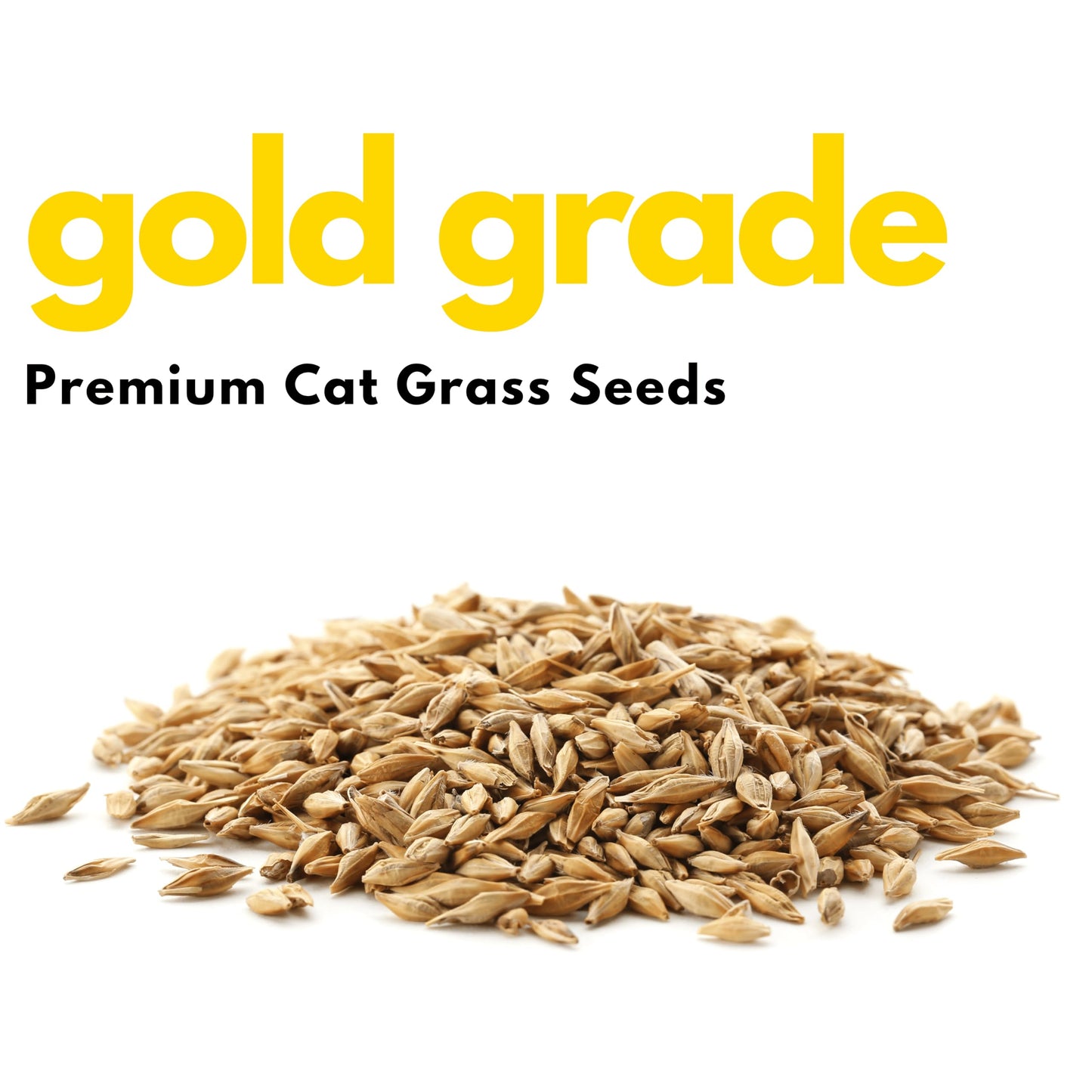 Cat Grass Seeds 1lb – 100% Natural and Easy-to-Grow Wheatgrass Blend for Cats’ Digestion and Indoor Gardening by ELO’S Garden