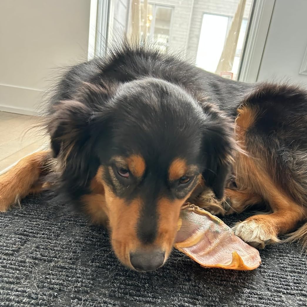 Bully Bunches Large Whole Pig Ears for Dogs | Free Range Oven Baked Pork for All Breeds | All-Natural, Single Ingredient & 100% Digestible Safe Dog Chew (20 Pack)