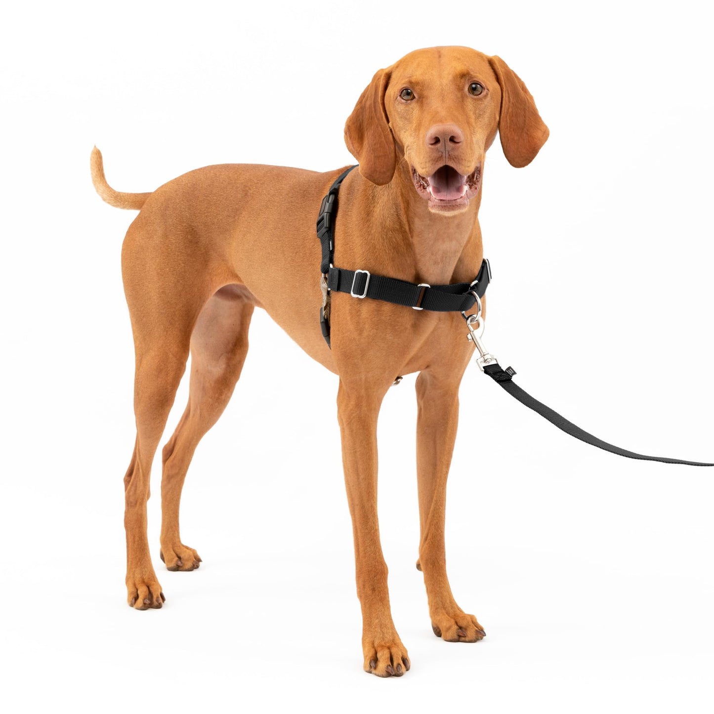 PetSafe Easy Walk Harness, No Pull Harness for Dogs, Adjustable Harness with Included Matching Lead Black Medium