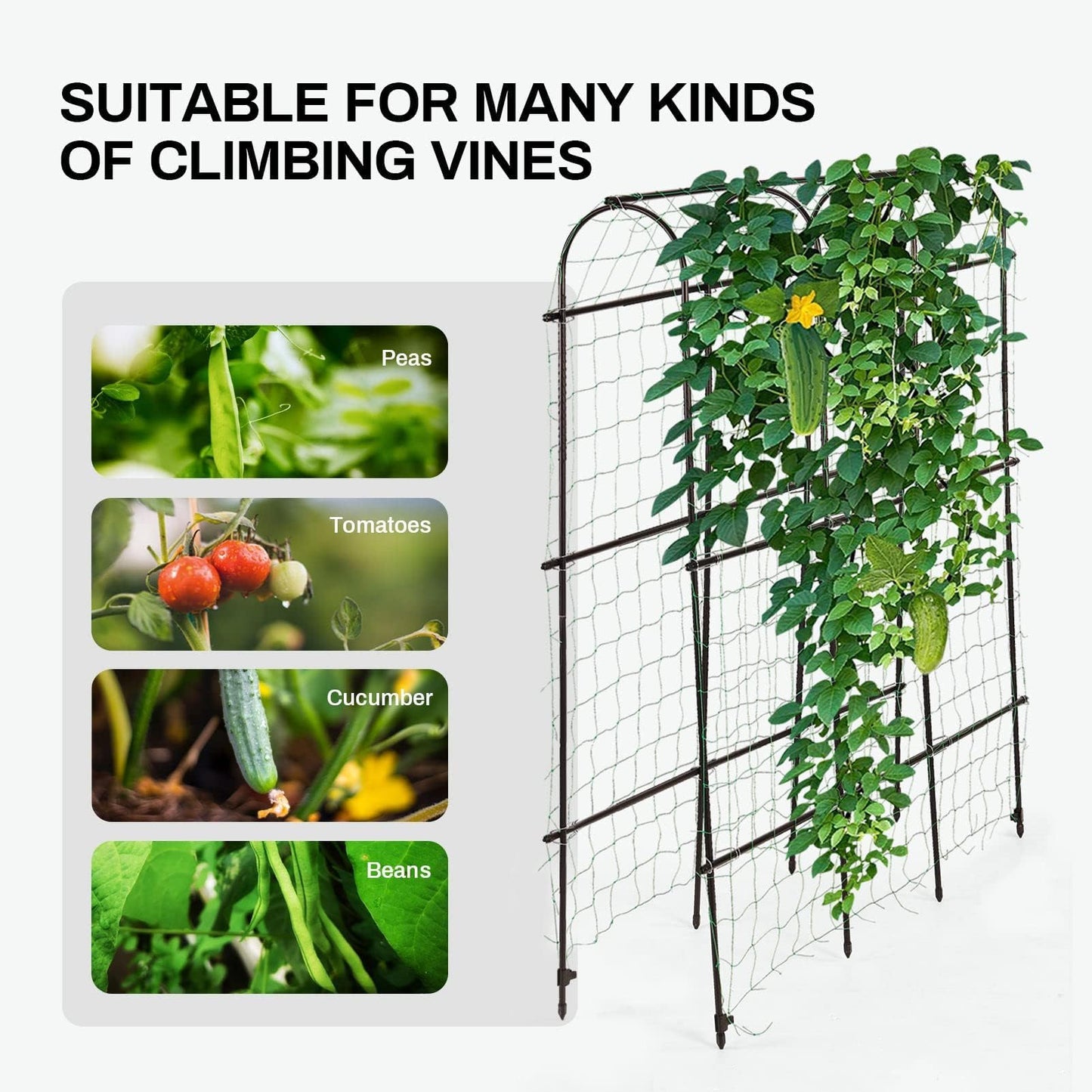6ft x 6 ft Cucumber Trellis, Metal Garden Arch Trellis for Climbing Plants Outdoor Support Fruits Grape Flowers Vines Vegetables Squash Pea Bea Cucumber Trellis Raised Bed, with Netting