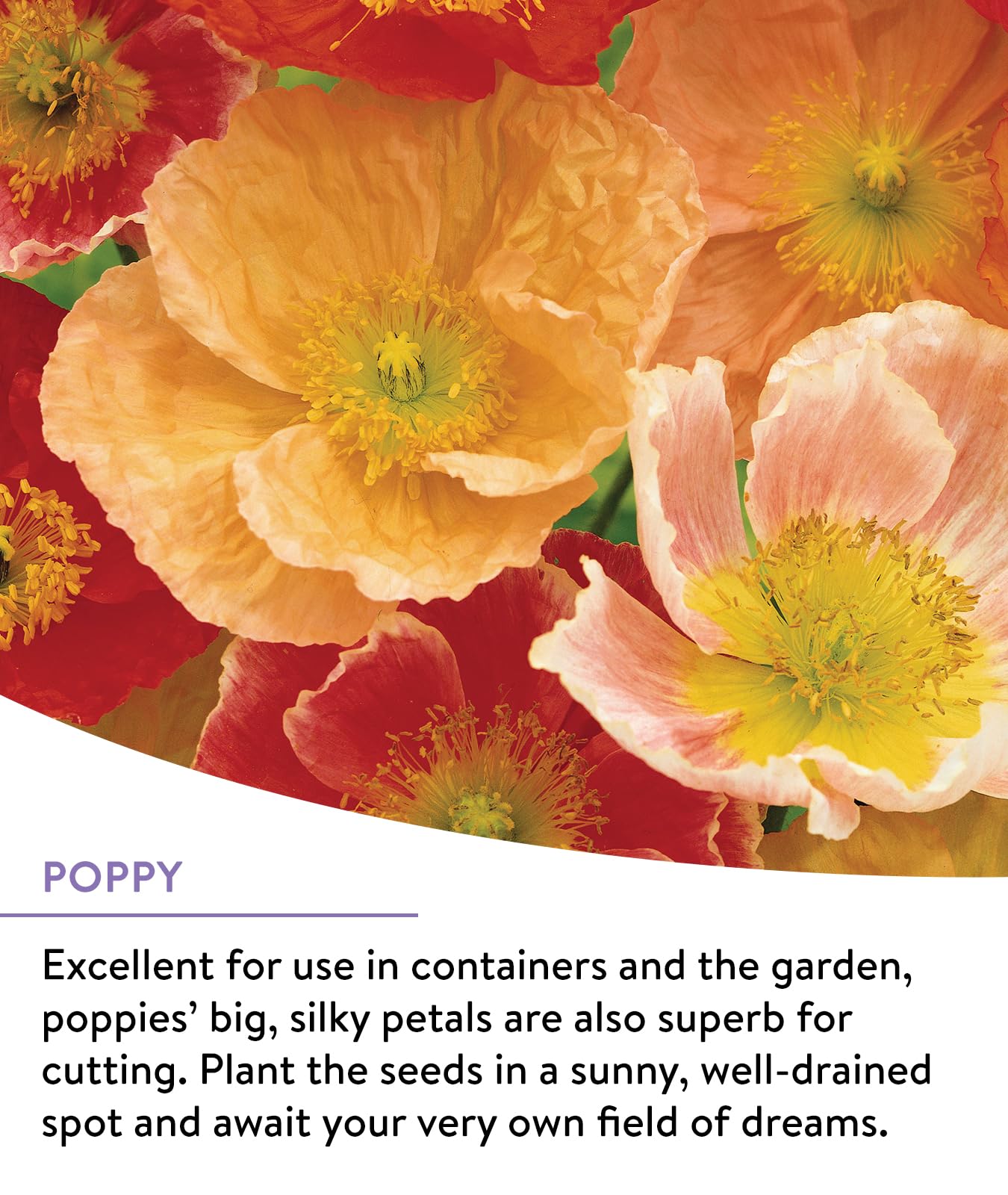 Burpee Perennial Wildflower Seed Mix