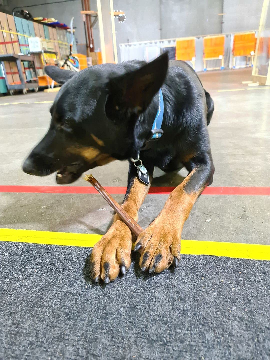 Bully Bunches All Natural 12 Inch Beef Jerky Sticks – Soft and Crunchy Gullet Chews - Odour Free, Rawhide Free, Chemical Free – Safe, Healthy and Nutritious Dog Treats for Light Chewers, 20 Pk