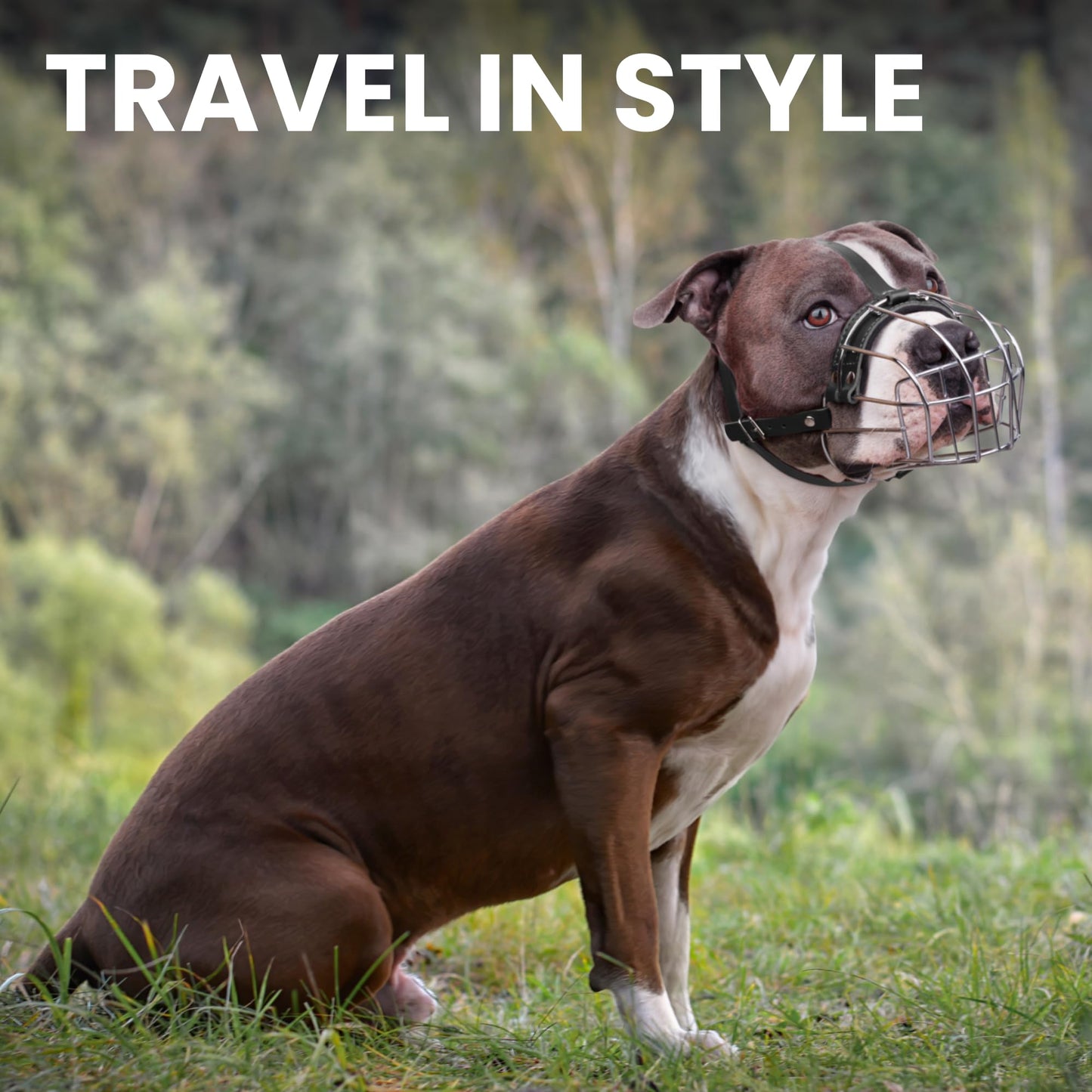 BRONZEDOG Pitbull Dog Muzzle Breathable Metal Basket for Large Dogs Amstaff Staffordshire Terrier Biting Chewing Barking (Black, one Size)