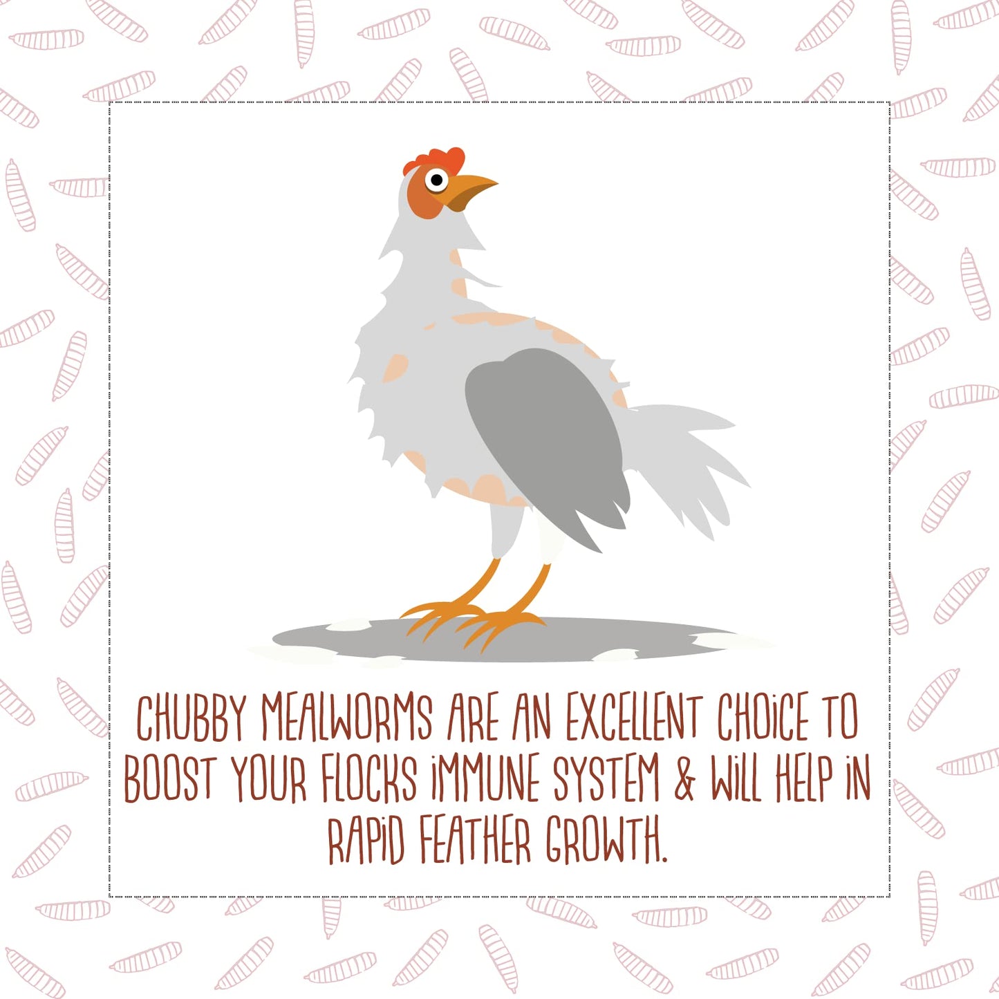 Chubby Dried Mealworms Premium Non-GMO Dried Mealworms for Chickens High Protein Chicken Feed Meal Worms for Wild Birds 3Lb