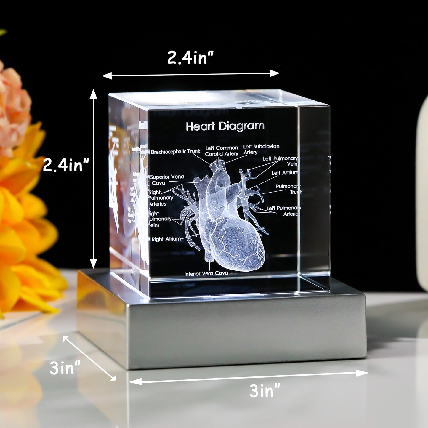 Movdyka 3D Human Heart Model Doctor Gifts for Men 3D Laser Etched Crystal Anatomical Heart Figurine Glass Paperweight Science Biology Medial Surgeon Gifts with Colorful LED Base
