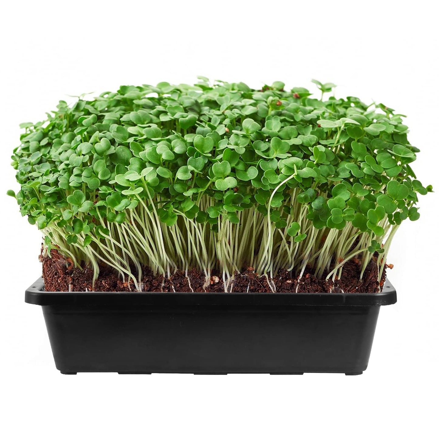SINJEUN 15 Pcs 15 x 12 in Black Plastic Seedling Trays, Plant Growing Trays with Drain Hole, Sturdy Nursery Pots for Microgreen Plants, Wheatgrass, Hydroponic