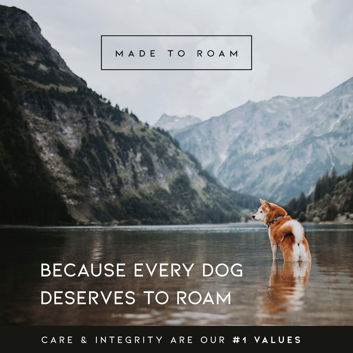 MADE TO ROAM Premium Explorer Harness - Y-Shaped Dog Harness with Adjustable Durable Nylon, Soft Padding, Metal Buckles and Leather Handle for Small, Medium, Large Dogs (Maine Marina, Size 4)
