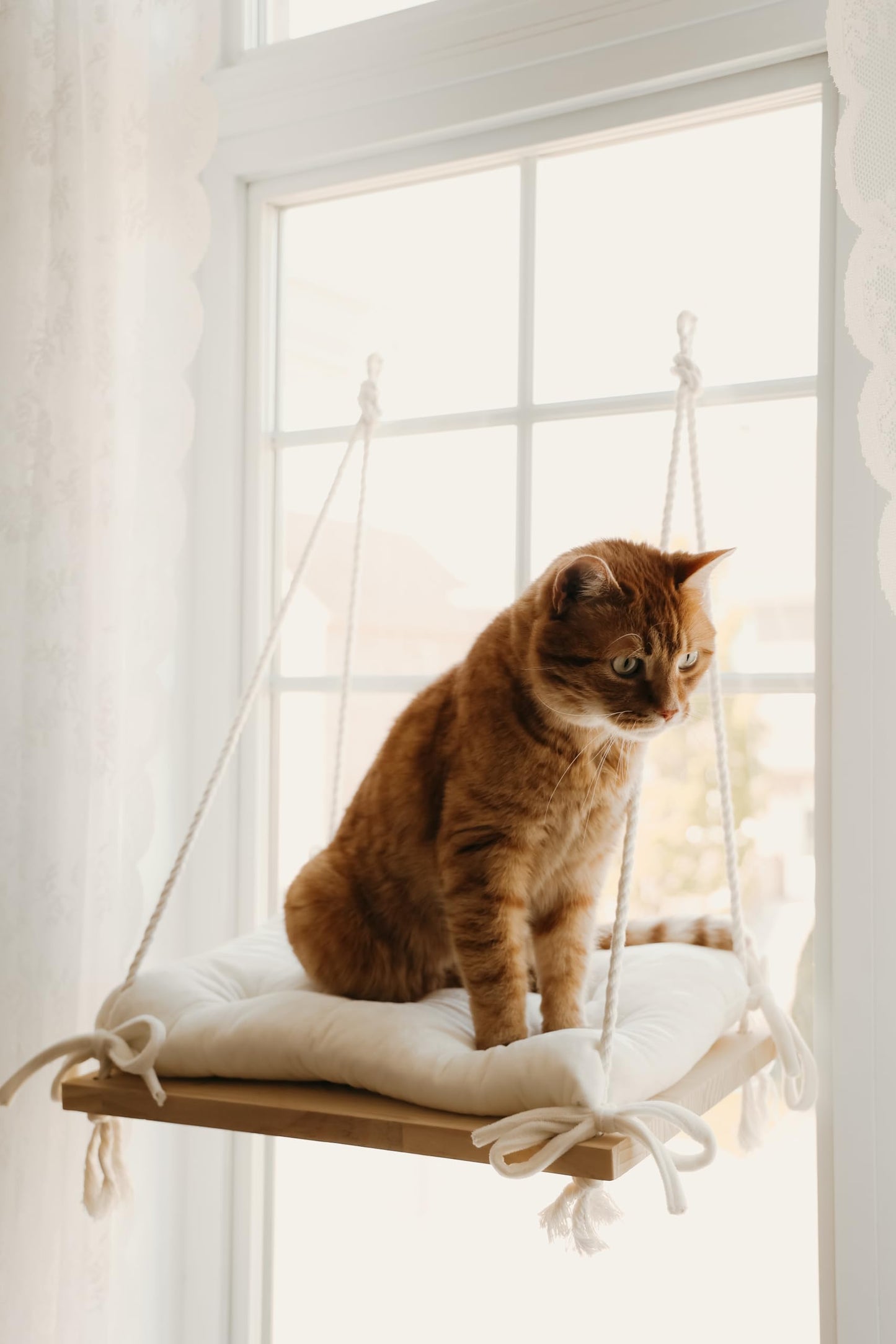 Cat Window Perch, Indoor Bed for Feline, Safety Shelves Space Saving Window-Mounted, Hammock, Sturdy Screw Suction Cups for Large Breeds & Kittens