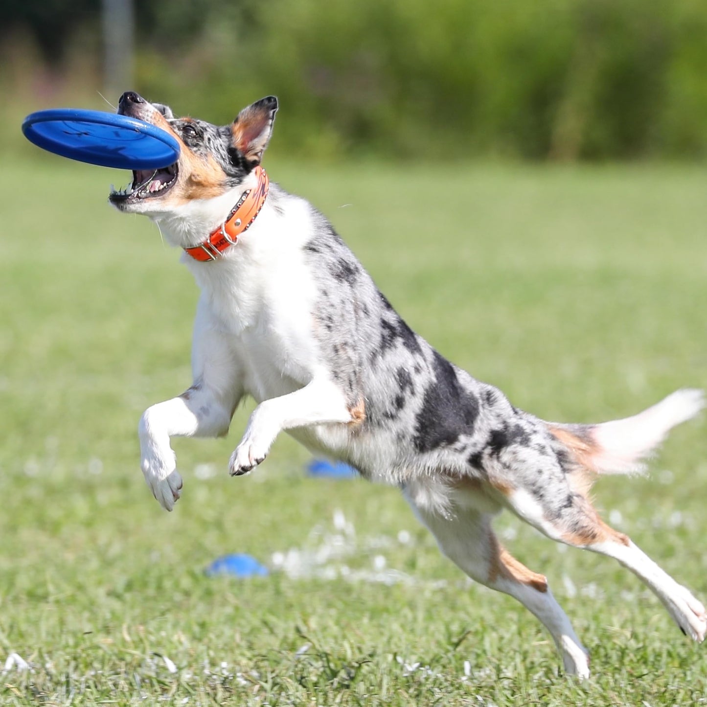 Hyperflite Jawz Dog Flying Disc - World's Toughest Training Dog Toy. Best Competition Flying Disc Toy for Pets, Puncture Resistant - 8.75 Inch